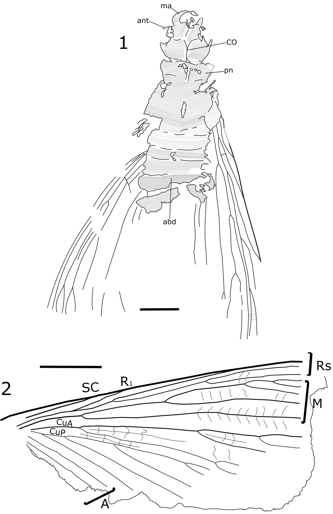 a drawing of Mastotermes brasiliensis fossil